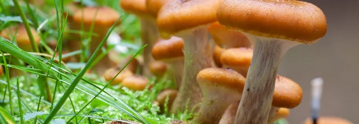 Pilzgruppe auf einem Baumstamm